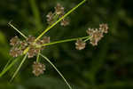 Mosquito bulrush